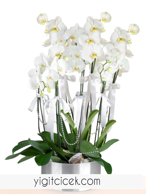 7 dallı beyaz orkide arajmanı