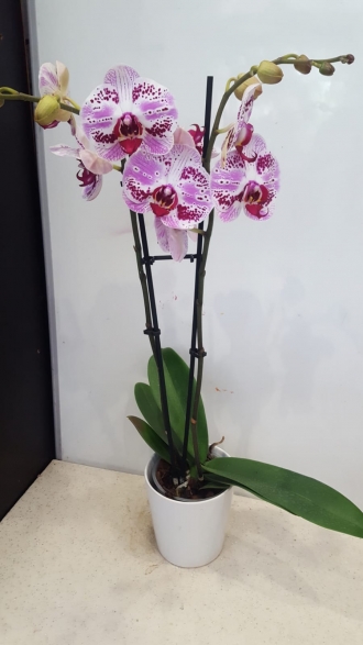 renkli orkide