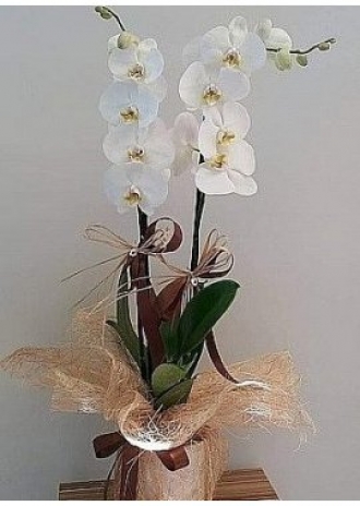 iki dallı beyaz orkide