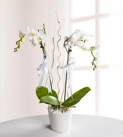 İki Dallı Beyaz Orkide