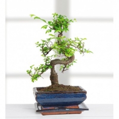 Bonsai Ağacı