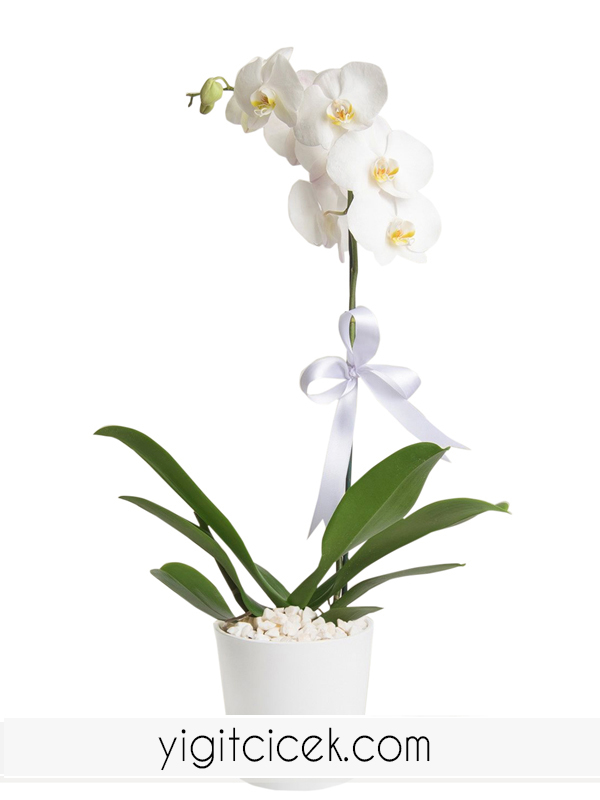 tek dallı beyaz orkide