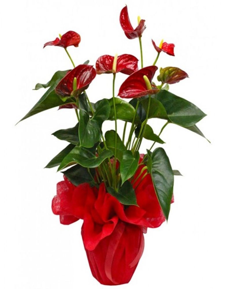 kırmızı antoryum ( saksı çiçeği)
