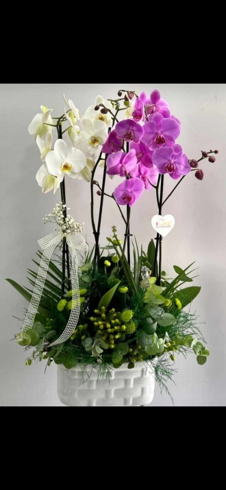 mor ve beyaz orkide