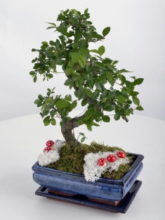 Saksıda Bonsai