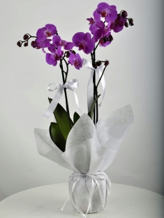 iki dallı mor orkide