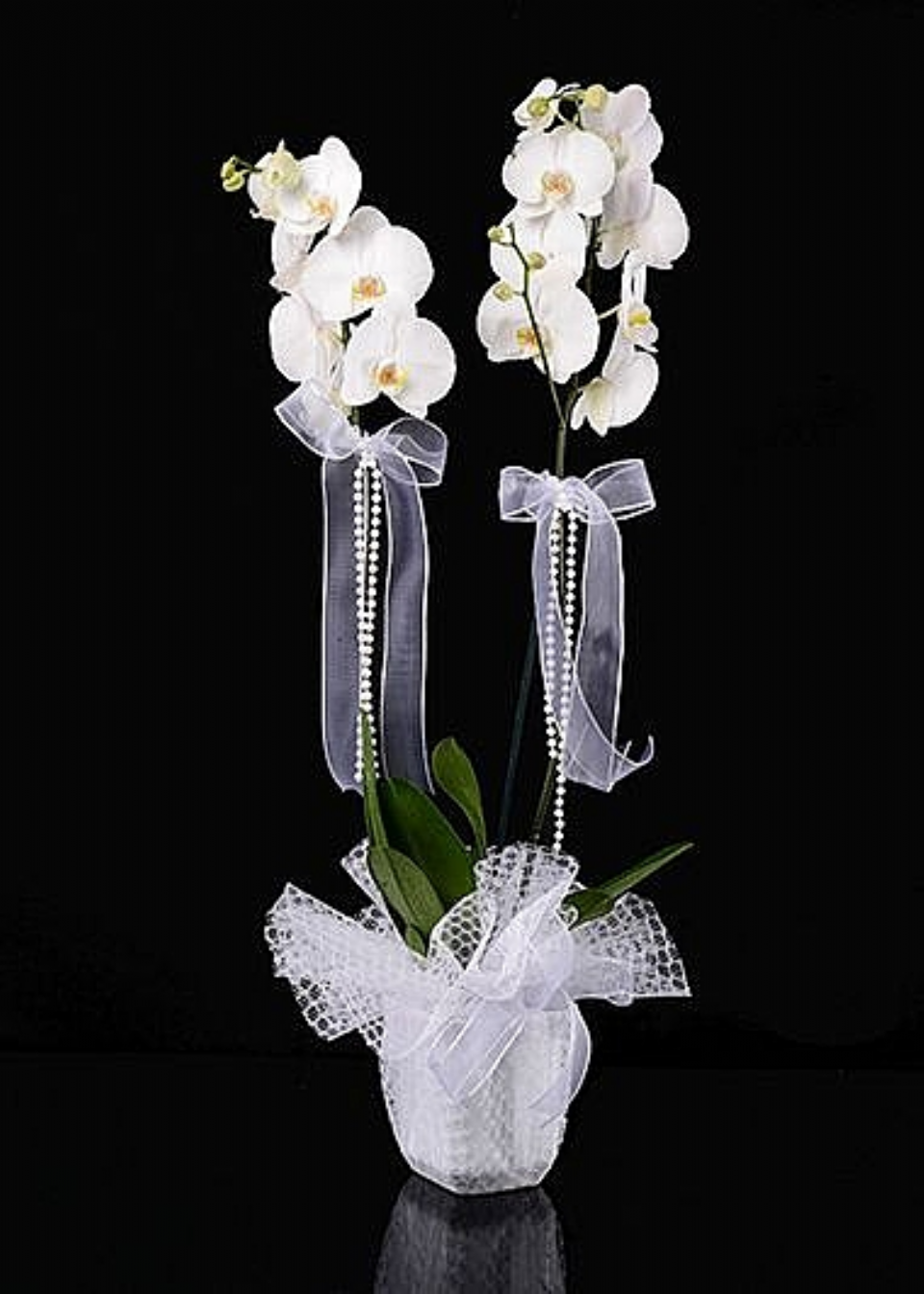iki dallı beyaz orkide