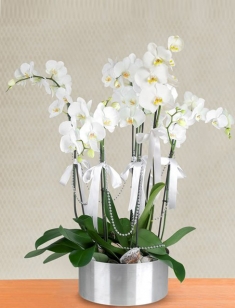 6 Dallı İthal Beyaz Orkide