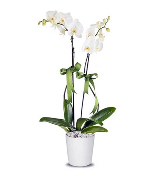 zarafet beyaz orkide 